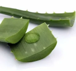 Outlet Aloe Vera - Pur jus certifié biologique Bien-Être Du Cheval·Plantes Pour Chevaux