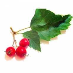 Outlet Aubépine EFGM - Horse Rémédy Bien-Être Du Cheval·Plantes Pour Chevaux