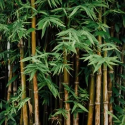 Best Bambou - Bien-Être Du Cheval·Plantes Pour Chevaux