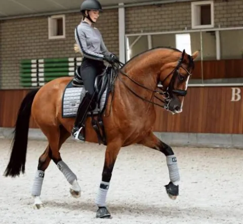 Bandes de polo Sportive Blue Ash - Bandages
