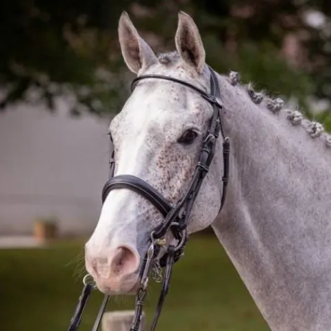 Clearance Bride de dressage vernie - Collection week - Bridons Et Brides·Bride De Dressage|Brides De Dressage