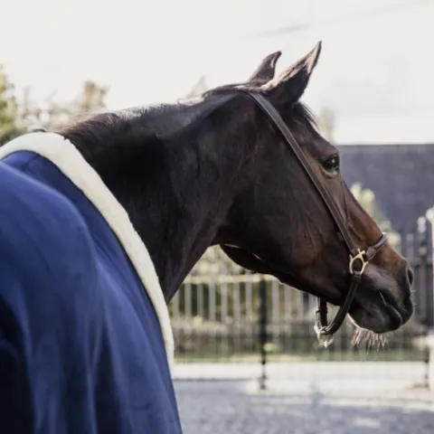 Discount Couverture séchante Show Heavy - Kentucky Chemises Cheval