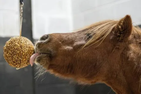Hot Friandise en balle Stall Ball à accrocher - Friandises|Bloc À Lécher / Pierre À Sel