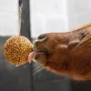 Best Friandise Stall Ball Friandises|Bloc À Lécher / Pierre À Sel