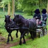 Clearance Harnais en paire taille full elite Harnais D'Attelage|Equipements D'Attelage
