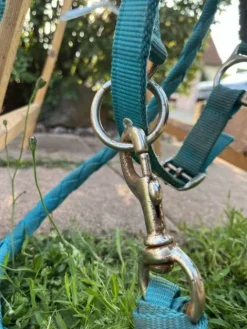 Best Licol bleu Licols Et Longes