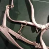 Licol cuir pour trait Equipements D'Attelage|Bridons Et Brides·Bride D'attelage