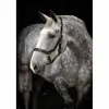 New Licol cuir Micklem - Horseware Licols Et Longes