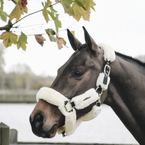 Clearance Licol de transport mouton - Kentucky Licols Et Longes