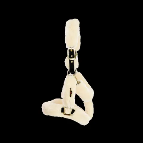 Clearance Licol de transport mouton - Kentucky Licols Et Longes
