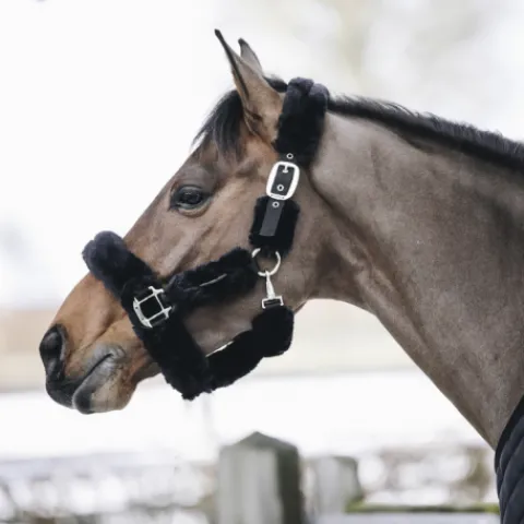 Clearance Licol de transport mouton - Kentucky Licols Et Longes