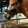 Sale Licol en moumoute Licols Et Longes