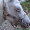 Hot Licol poney Licols Et Longes