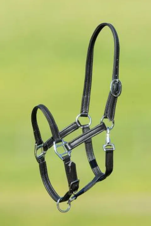 Discount Licol poulain cuir souple - - doublé et surpiqué Licols Et Longes