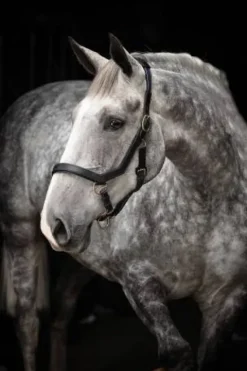 Hot Licol Micklem - Horseware - élastique réglable Licols Et Longes