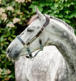 Online Licol tressé signature - - confort maximal Licols Et Longes
