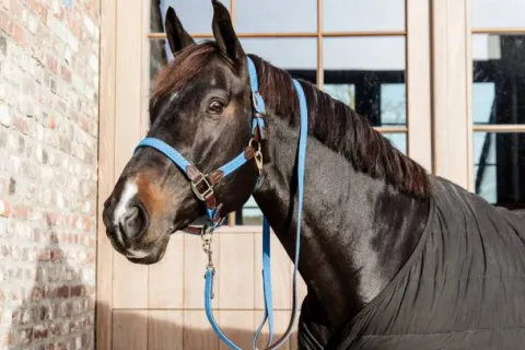 Sale Longe en nylon tressé - Kentucky Licols Et Longes