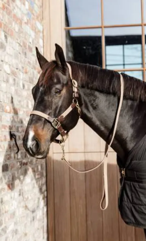 Sale Longe en nylon tressé - Kentucky Licols Et Longes