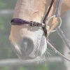 Online Muserolle allemande - Jump'in Bridons Et Brides·Muserolle