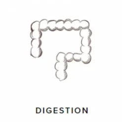 Sale ProbioGuts - 15 kg - - Probiotiques BIO Appareil Digestif·Facilite Le Transit|Appareil Digestif·Flore Intestinale
