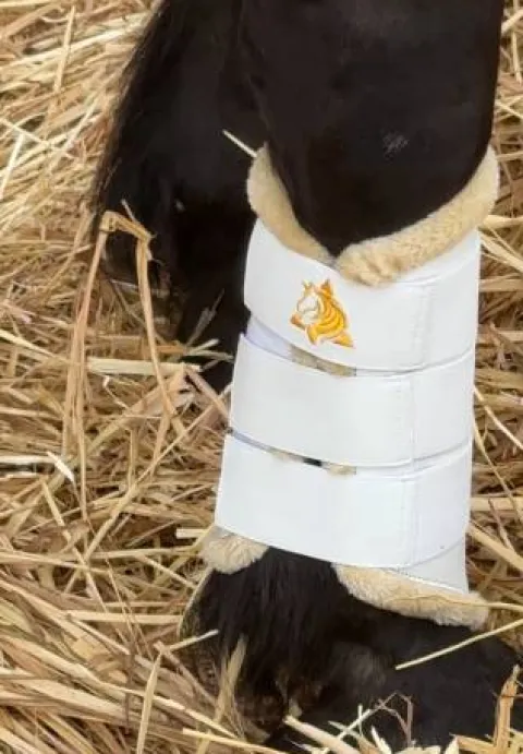 Sale Protecteurs de tendons Trotando Juntos – Confort, sécur Protège-Boulets