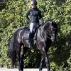 Best Tapis de dressage Loire Memory   Tapis De Dressage|Tapis De Selle