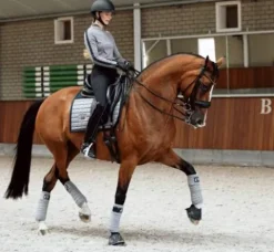 Discount Tapis de selle Sportive Blue Ash - Tapis De Dressage|Tapis De Selle