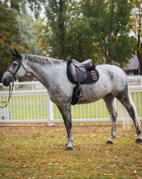 Sale Tapis de selle Ten en CSO ou Dressage Tapis De Dressage|Tapis De Cso