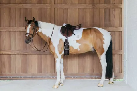 Sale Tapis de selle Wave - Kentucky Tapis De Dressage|Tapis De Cso