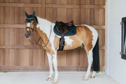 Sale Tapis de selle Wave - Kentucky Tapis De Dressage|Tapis De Cso