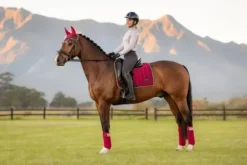 Best Tapis dressage Loire Tapis De Dressage|Tapis De Selle