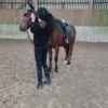 Online Tapis Kentucky  vert sapin parfait état taille cheval Tapis De Cso