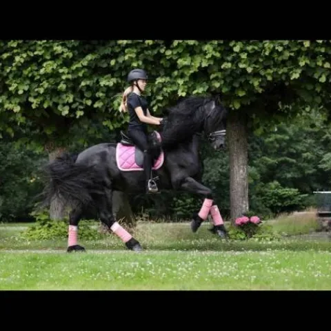 Clearance Tapis My Passion - Divine Rose Tapis De Dressage|Tapis De Selle
